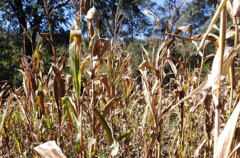 La sequía golpea al 85% de los municipios bolivianos. La sequía golpea al 85% de los municipios bolivianos.