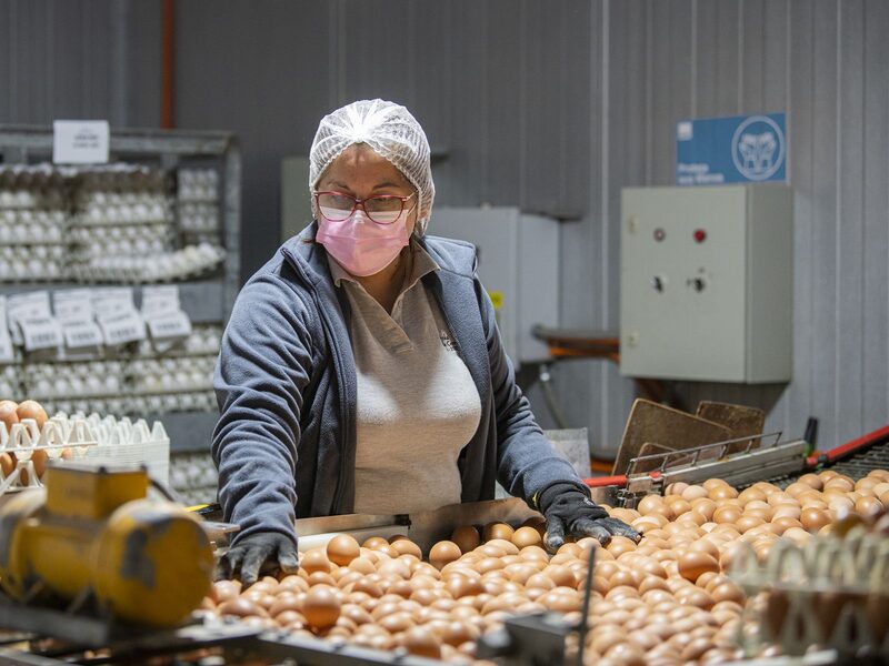 Fuente: Chilehuevos Fuente: Chilehuevos