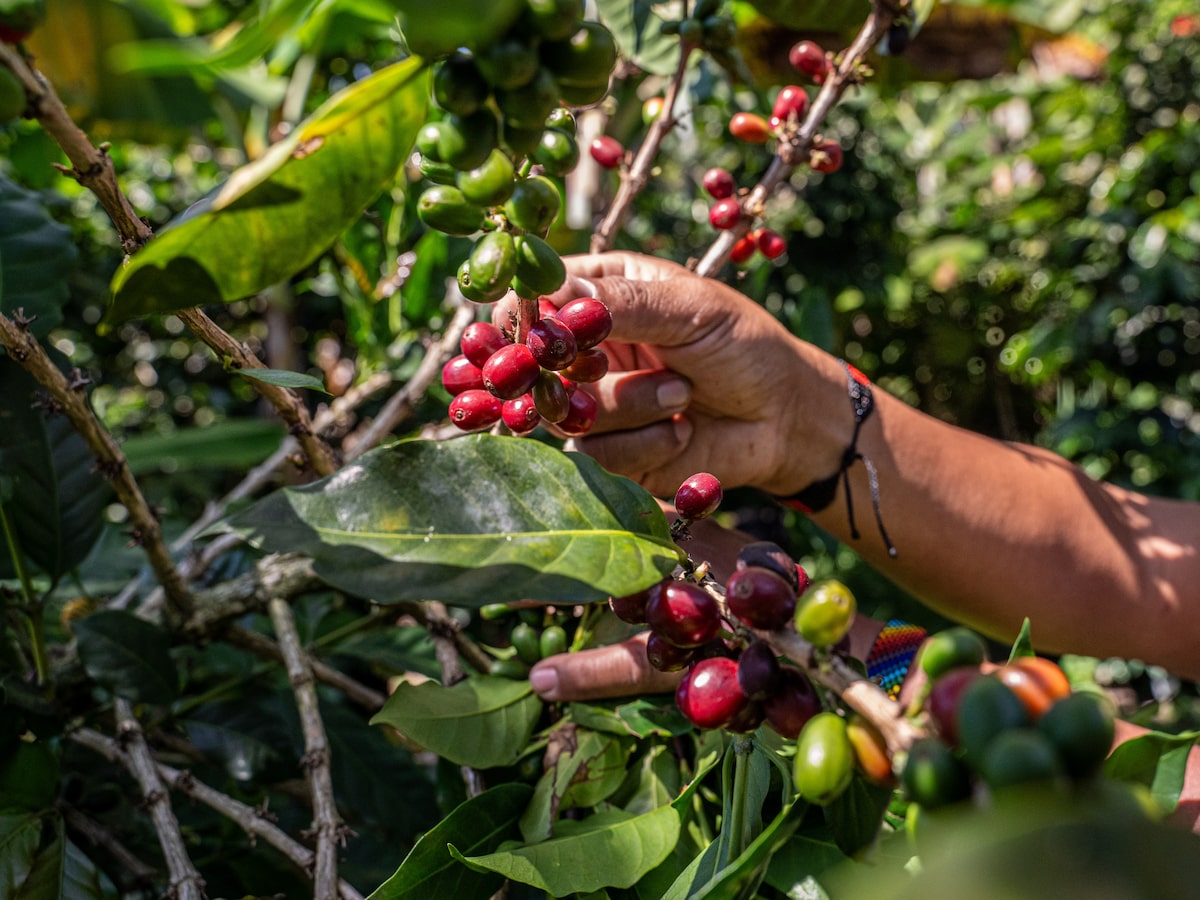 Efectos de El Niño en exportaciones de Colombia