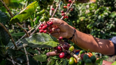 Fortaleza del peso colombiano frente al dólar alerta a cafeteros del tercer productor mundial Fortaleza del peso colombiano frente al dólar alerta a cafeteros del tercer productor mundial