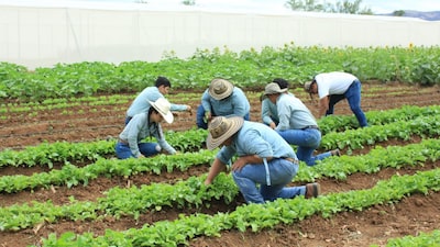 Ventas del agro colombiano comienzan a sentir el lado incómodo del dólar débil Ventas del agro colombiano comienzan a sentir el lado incómodo del dólar débil