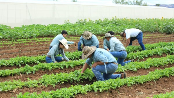 Guatemala fija aumento al salario mínimo 2026: así quedan los nuevos montos por sector Guatemala fija aumento al salario mínimo 2026: así quedan los nuevos montos por sector