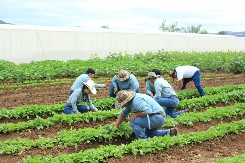 En una imagen referencial, trabajadores del sector agrícola guatemalteco. En una imagen referencial, trabajadores del sector agrícola guatemalteco.