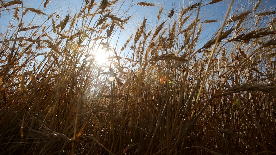 El trigo de Chicago avanza con el foco puesto en el conflicto entre Rusia y Ucrania El trigo de Chicago avanza con el foco puesto en el conflicto entre Rusia y Ucrania