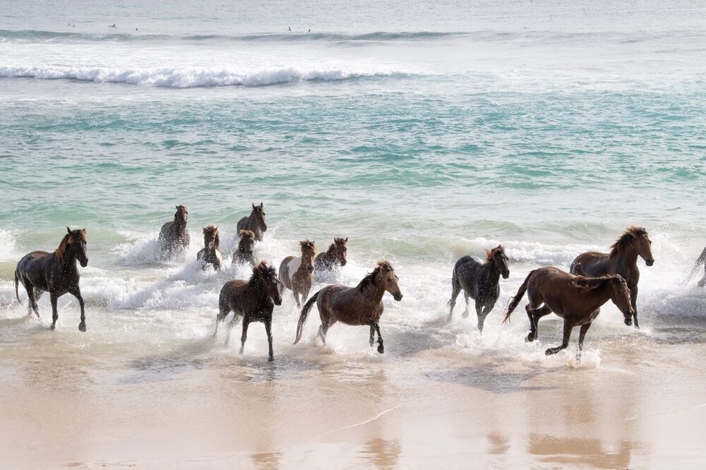 Caballos vagan salvajes por la playa de Nihi Sumba .Fotógrafo: James D. Morgan/Getty Images AsiaPac Caballos vagan salvajes por la playa de Nihi Sumba .Fotógrafo: James D. Morgan/Getty Images AsiaPac
