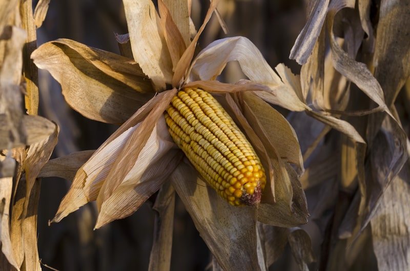 An ear of corn hangs on a stalk during harvest in Ines Indart, Argentina. Photographer: Diego Giudice/Bloomberg An ear of corn hangs on a stalk during harvest in Ines Indart, Argentina. Photographer: Diego Giudice/Bloomberg