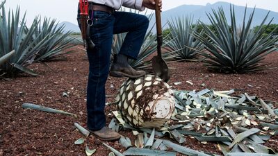 Cuervo se dispara en la Bolsa Mexicana tras resultados mejores a los esperados Cuervo se dispara en la Bolsa Mexicana tras resultados mejores a los esperados