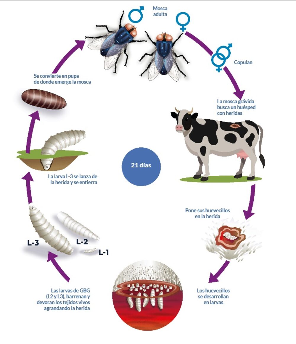 Ciclo de vida de la mosca del gusano barrenador del ganado Ciclo de vida de la mosca del gusano barrenador del ganado