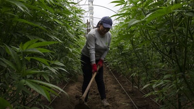 Mapa del cannabis en Centroamérica: hay más apertura para legalizar el uso medicinal Mapa del cannabis en Centroamérica: hay más apertura para legalizar el uso medicinal