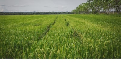 En 2025 el agro colombiano creció la mitad de lo que registró en 2024: ¿qué le pasó al sector? En 2025 el agro colombiano creció la mitad de lo que registró en 2024: ¿qué le pasó al sector?