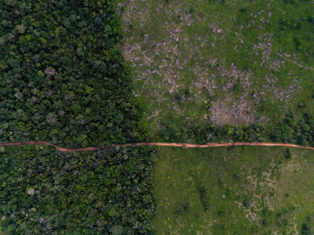 Amazonas Amazonas