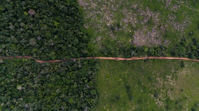 El declive de la biodiversidad amenaza las calificaciones crediticias soberanas, según un estudio El declive de la biodiversidad amenaza las calificaciones crediticias soberanas, según un estudio