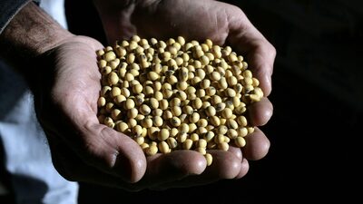 Commodities do ouro ao algodão caem com dólar batendo novas altas Commodities do ouro ao algodão caem com dólar batendo novas altas