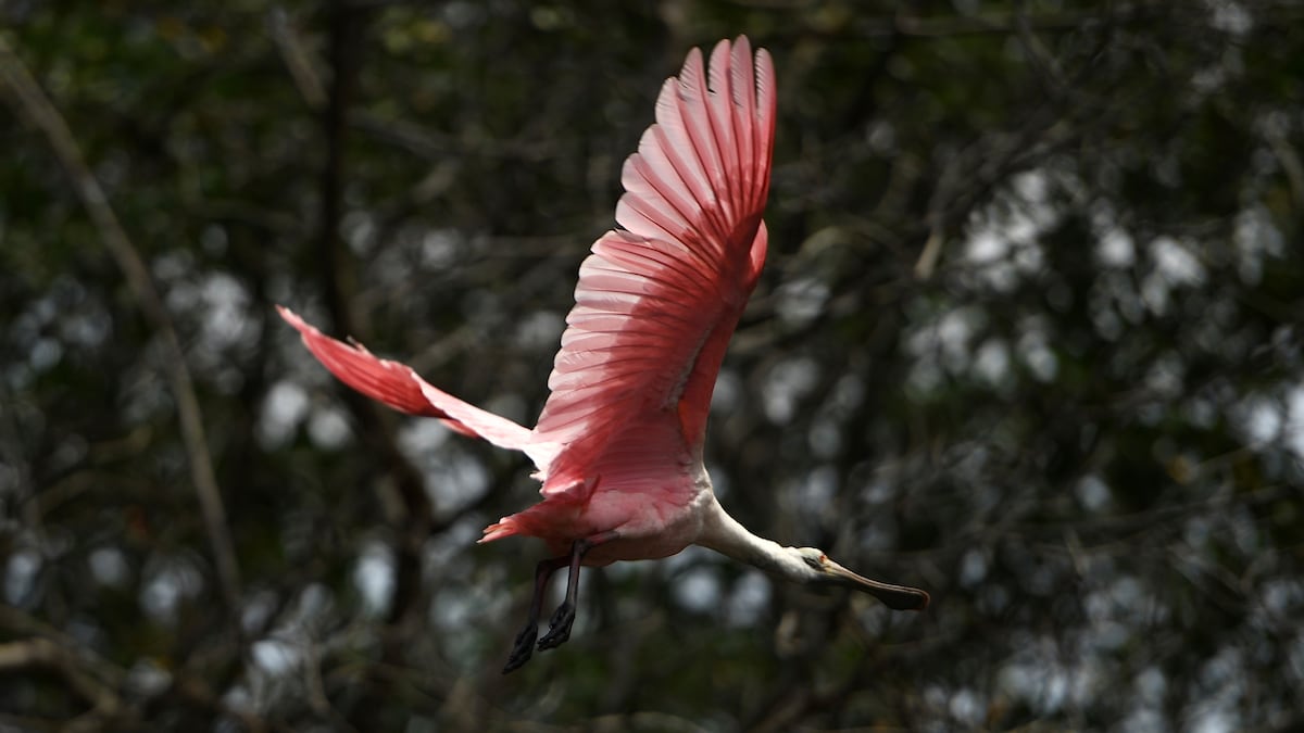 Fauna em meio ao Complexo Lagunar no Rio de Janeiro, sob a área de concessão da Iguá. (Foto: Empresa/Divulgação)