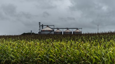 Precios de la soja suben a medida que el real brasileño se dispara tras las elecciones Precios de la soja suben a medida que el real brasileño se dispara tras las elecciones