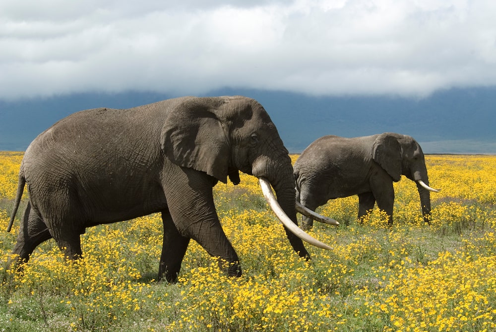 Fauna silvestre. Fauna silvestre.