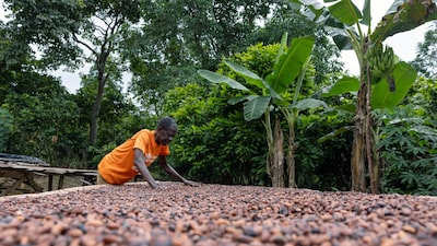 El cacao cae por debajo de los US$4.000 y profundiza su fuerte corrección El cacao cae por debajo de los US$4.000 y profundiza su fuerte corrección