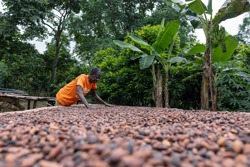 El cacao cae por debajo de los US$4.000 y profundiza su fuerte corrección. El cacao cae por debajo de los US$4.000 y profundiza su fuerte corrección.