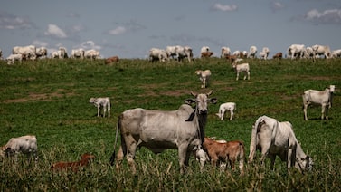 Brasil é excluído de lista da UE para exportação de carne e produtos de origem animal Brasil é excluído de lista da UE para exportação de carne e produtos de origem animal