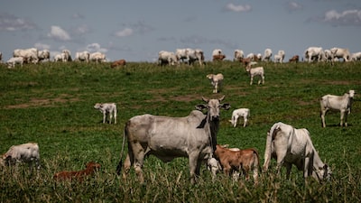 Brasil é excluído de lista da UE para exportação de carne e produtos de origem animal Brasil é excluído de lista da UE para exportação de carne e produtos de origem animal