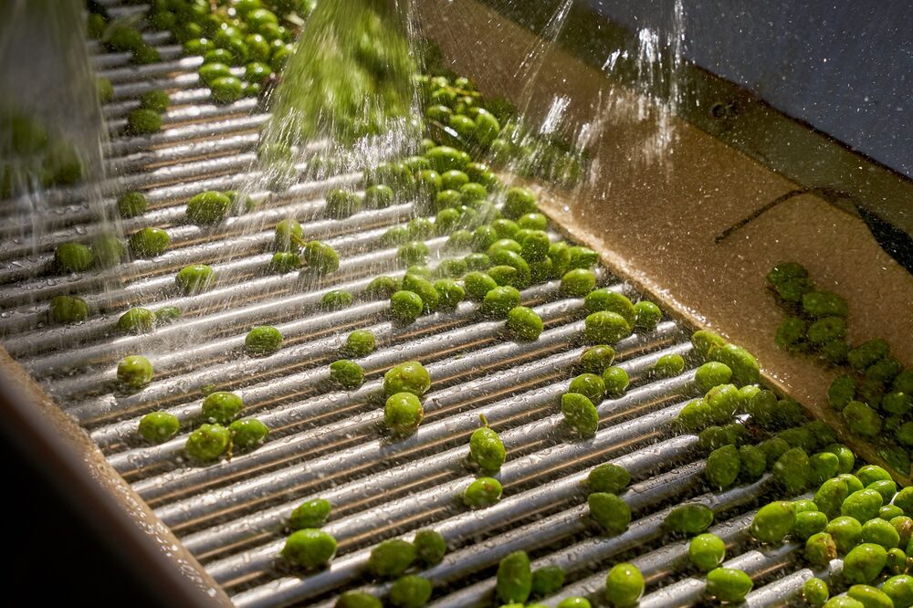 Depois do café, Orfeu constrói com o azeite um novo negócio de luxo e alto valor Depois do café, Orfeu constrói com o azeite um novo negócio de luxo e alto valor