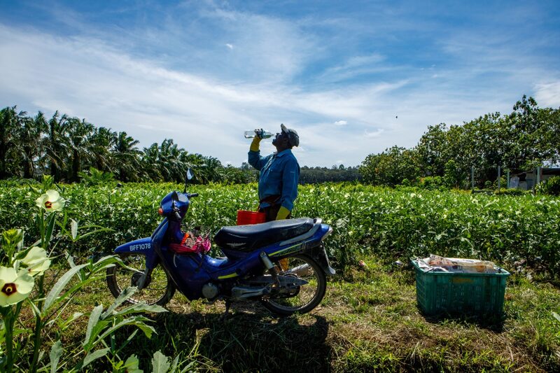 Un agricultor bebe una botella de agua durante la actual estación del Monzón del Suroeste en Selangor, Malasia, el sábado 20 de mayo de 2023. Un agricultor bebe una botella de agua durante la actual estación del Monzón del Suroeste en Selangor, Malasia, el sábado 20 de mayo de 2023.