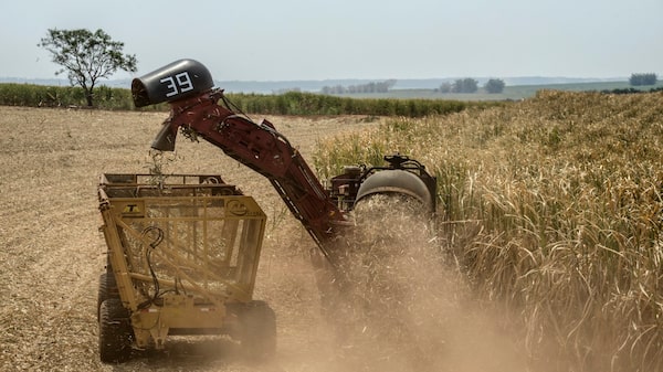 Azúcar repunta por segundo día ante temores de menor producción en Brasil Azúcar repunta por segundo día ante temores de menor producción en Brasil
