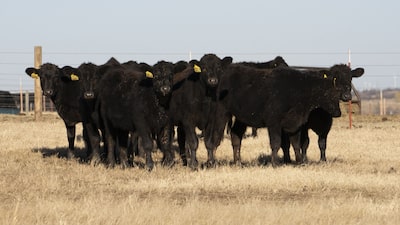 China renueva los permisos de importación para las plantas de carne de vacuno de EE.UU. China renueva los permisos de importación para las plantas de carne de vacuno de EE.UU.