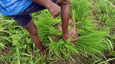 Chuvas abaixo da média em julho ameaçam plantio de arroz e soja na Índia Chuvas abaixo da média em julho ameaçam plantio de arroz e soja na Índia