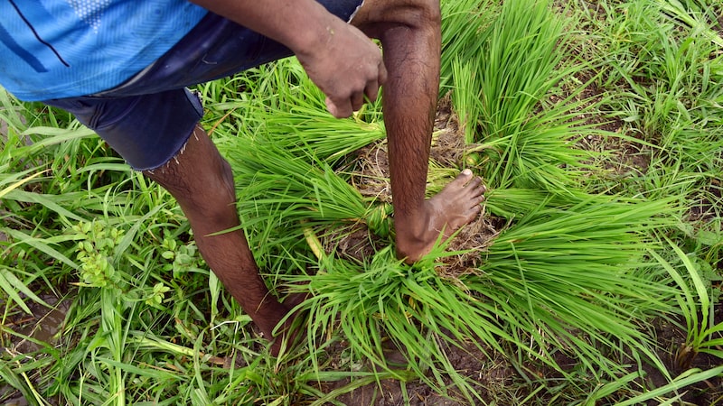 Chuvas abaixo da média em julho ameaçam plantio de arroz e soja na Índia Chuvas abaixo da média em julho ameaçam plantio de arroz e soja na Índia