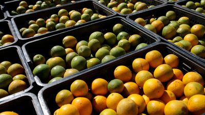 Café em alta, suco de laranja em queda: tarifas ao Brasil afetam preços agrícolas Café em alta, suco de laranja em queda: tarifas ao Brasil afetam preços agrícolas