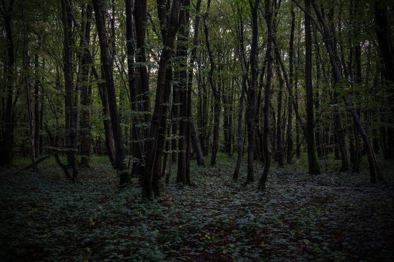 Imagem de uma floresta densa Imagem de uma floresta densa