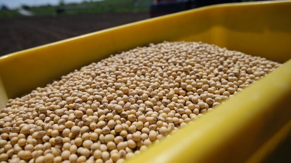 Las negociaciones en pausa dejan en vilo la importación de frijoles estadounidenses a China Las negociaciones en pausa dejan en vilo la importación de frijoles estadounidenses a China