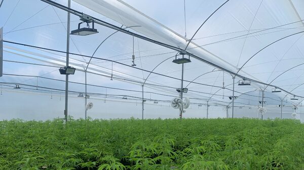 Emprendedores colombianos conectan los NFT con el cannabis medicinal Emprendedores colombianos conectan los NFT con el cannabis medicinal