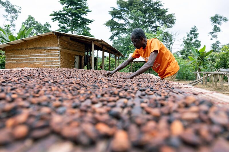 O mercado está observando atentamente os suprimentos dos produtores da África Ocidental depois que as colheitas ruins da última temporada alimentaram uma enorme escassez global que fez com que os preços subissem O mercado está observando atentamente os suprimentos dos produtores da África Ocidental depois que as colheitas ruins da última temporada alimentaram uma enorme escassez global que fez com que os preços subissem