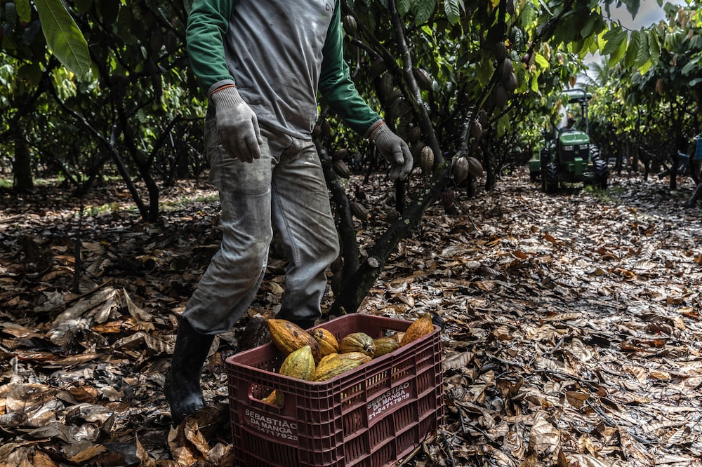 A worker harvests cacao pods at a farm in Eunapolis, Bahia state, Brazil, on Friday, April 5, 2024. New machinery and widespread use of irrigation systems is helping Brazil's cocoa production grow, which is a large shift for the typically labor-intensive crop and a welcome development for global markets facing severe bean shortages from top growers in West Africa. Photographer: Dado Galdieri/Bloomberg A worker harvests cacao pods at a farm in Eunapolis, Bahia state, Brazil, on Friday, April 5, 2024. New machinery and widespread use of irrigation systems is helping Brazil's cocoa production grow, which is a large shift for the typically labor-intensive crop and a welcome development for global markets facing severe bean shortages from top growers in West Africa. Photographer: Dado Galdieri/Bloomberg