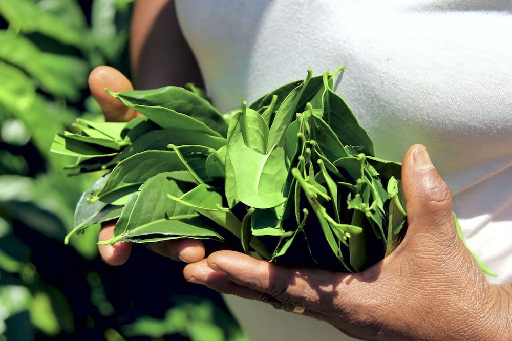 La guayusa tiene propiedades energizantes. La guayusa tiene propiedades energizantes.