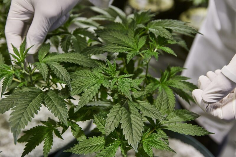 Cânhamo, planta pertencente à espécie Cannabis sativa, é uma fonte de fibras, alimentos e ração animal Cânhamo, planta pertencente à espécie Cannabis sativa, é uma fonte de fibras, alimentos e ração animal