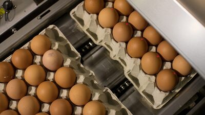 Granja Faria, do ‘rei do ovo’, compra americana Hillandale Farms por US$ 1,1 bilhão Granja Faria, do ‘rei do ovo’, compra americana Hillandale Farms por US$ 1,1 bilhão