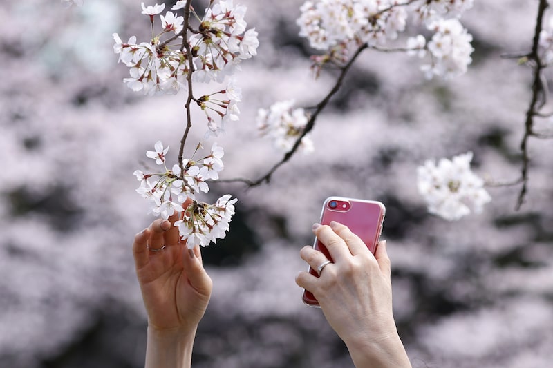 Cerezos en flor en Japón Cerezos en flor en Japón
