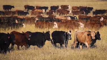 Austrália atinge cota de exportação de carne à China e passa a enfrentar tarifa de 55% Austrália atinge cota de exportação de carne à China e passa a enfrentar tarifa de 55%