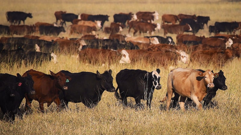 Austrália atinge cota de exportação de carne à China e passa a enfrentar tarifa de 55% Austrália atinge cota de exportação de carne à China e passa a enfrentar tarifa de 55%