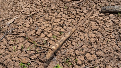 Temperaturas récord en el Pacífico elevan el riesgo de un fuerte fenómeno de El Niño Temperaturas récord en el Pacífico elevan el riesgo de un fuerte fenómeno de El Niño