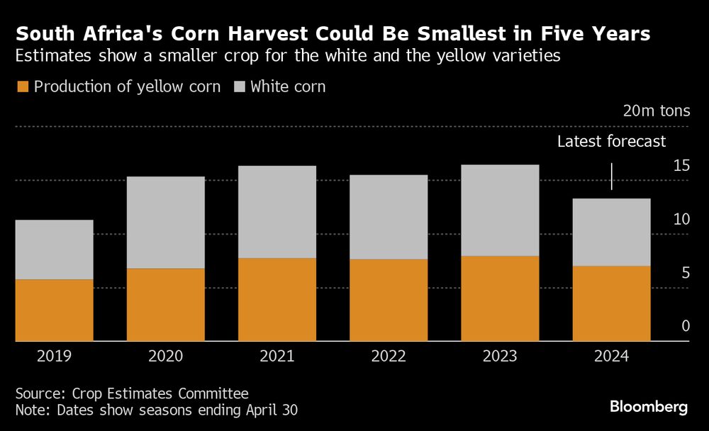 Estimativas mostram uma colheita menor para os milhos branco e amarelo   Estimativas mostram uma colheita menor para os milhos branco e amarelo