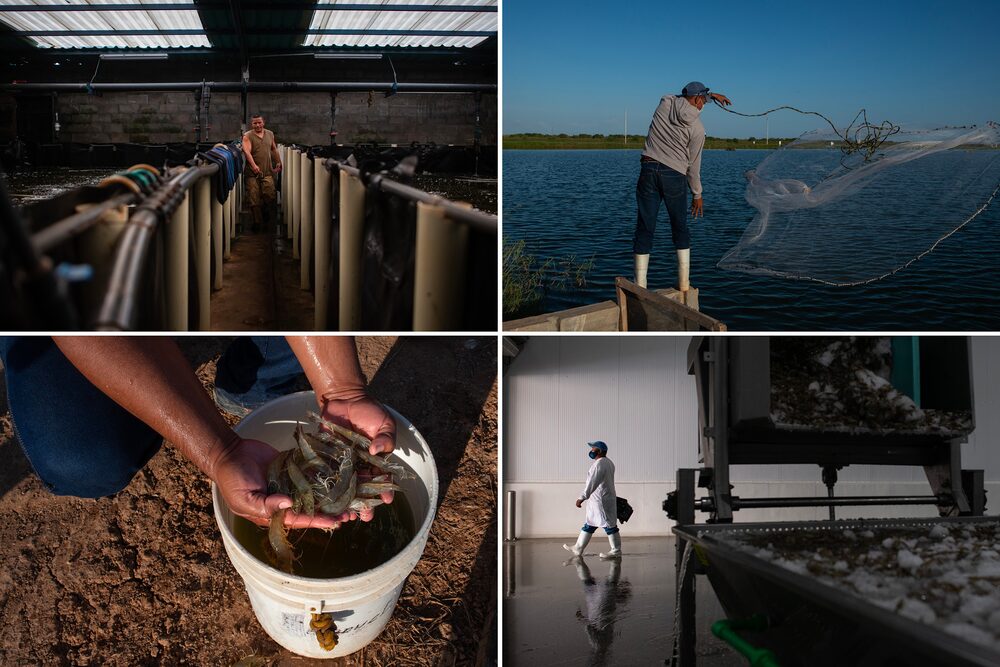 Desde el criadero hasta la cosecha, los camaroneros venezolanos toman medidas para cumplir con los estándares internacionales de calidad, como análisis, tratamiento y recirculación del agua.Fotógrafo: Gaby Oraa/Bloomberg Desde el criadero hasta la cosecha, los camaroneros venezolanos toman medidas para cumplir con los estándares internacionales de calidad, como análisis, tratamiento y recirculación del agua.Fotógrafo: Gaby Oraa/Bloomberg
