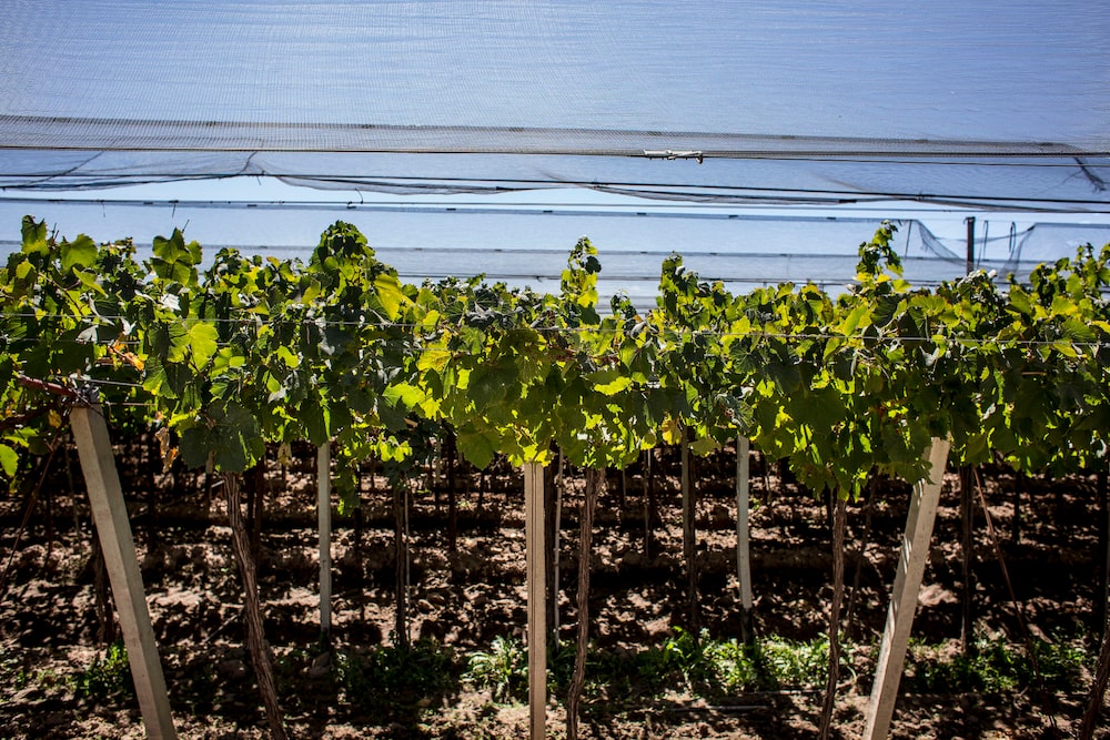 El viñedo Bodega Santa Julia Finca Maipu en Mendoza, Argentina.Fuente: Bloomberg El viñedo Bodega Santa Julia Finca Maipu en Mendoza, Argentina.Fuente: Bloomberg