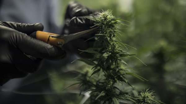 Mercado latinoamericano de cannabis gira hacia bienes de consumo Mercado latinoamericano de cannabis gira hacia bienes de consumo