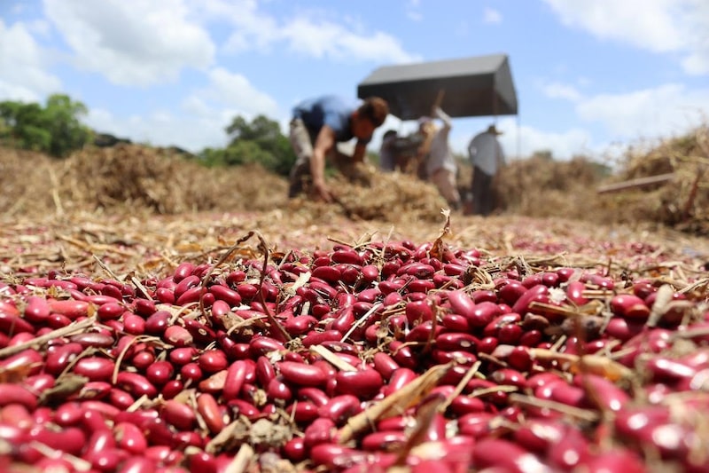 Cosecha de frijol rojo en Honduras. Cosecha de frijol rojo en Honduras.