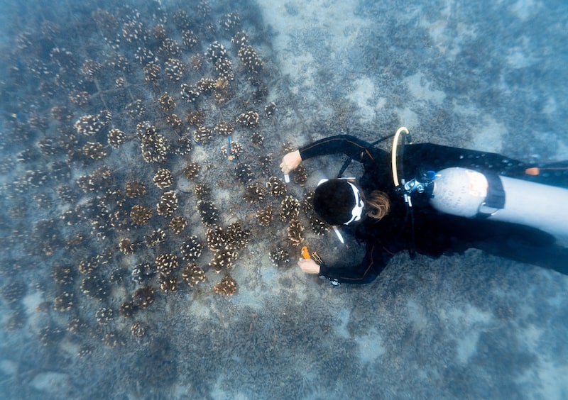 Adopte un coral y contribuya a la restauración de arrecifes en Costa Rica Adopte un coral y contribuya a la restauración de arrecifes en Costa Rica