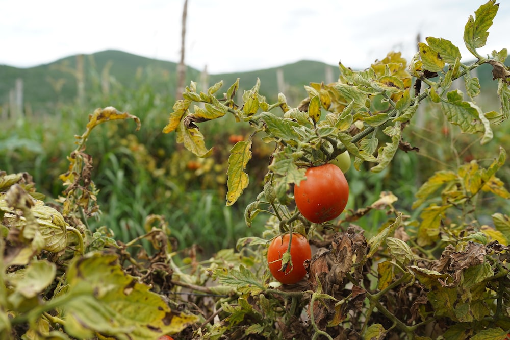 Tomates Tomates